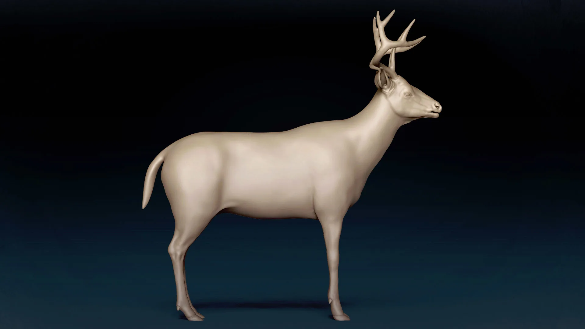White Tailed Deer Basemesh 3D model