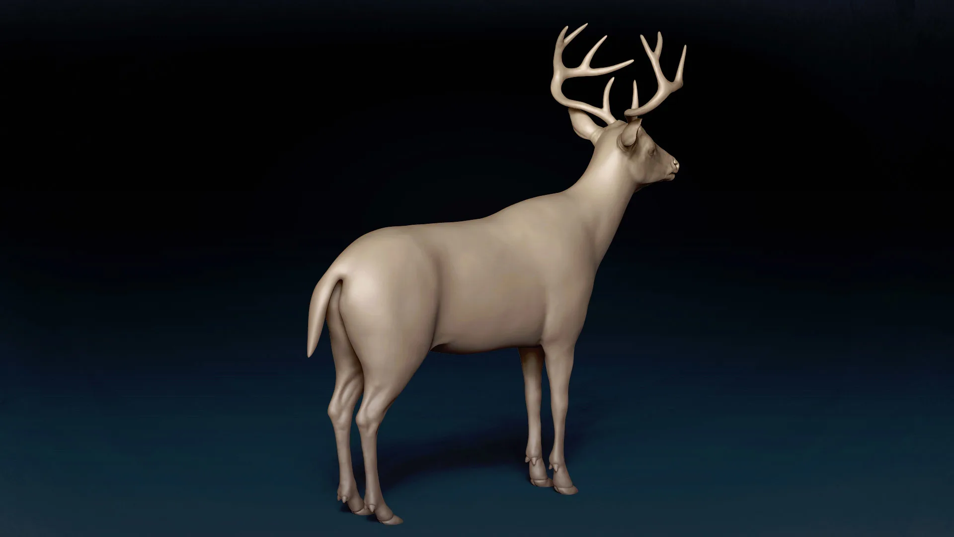 White Tailed Deer Basemesh 3D model