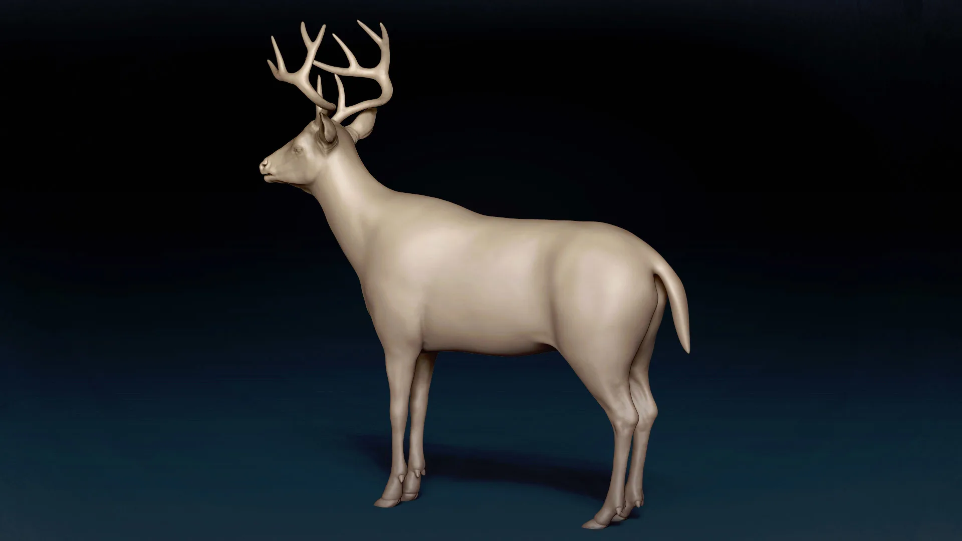 White Tailed Deer Basemesh 3D model