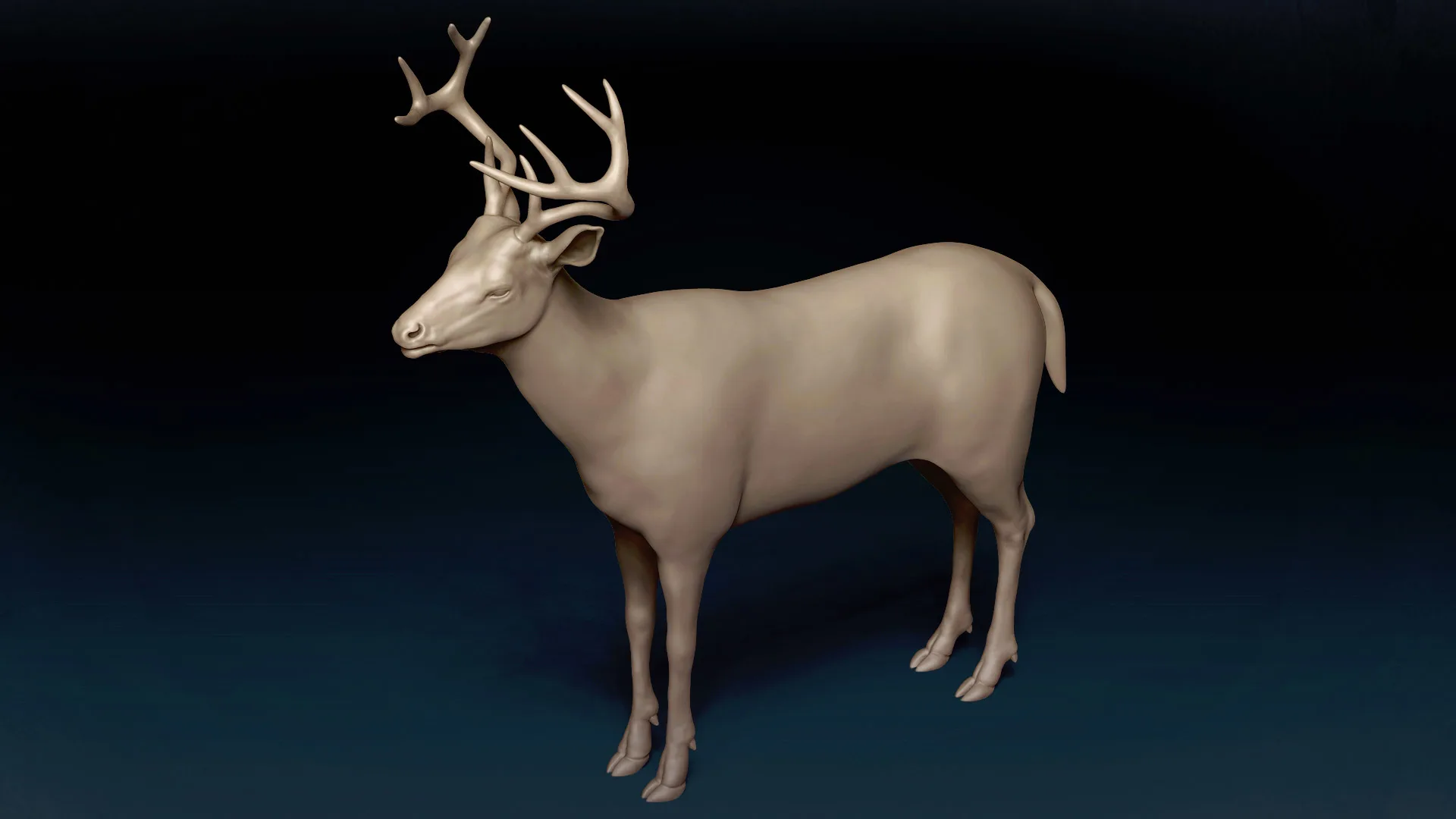 White Tailed Deer Basemesh 3D model