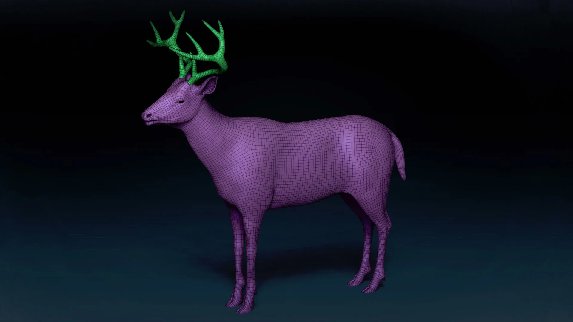 White Tailed Deer Basemesh 3D model