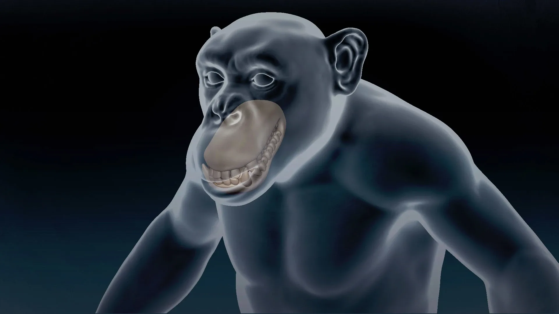 Chimpanzee Basemesh 3D model