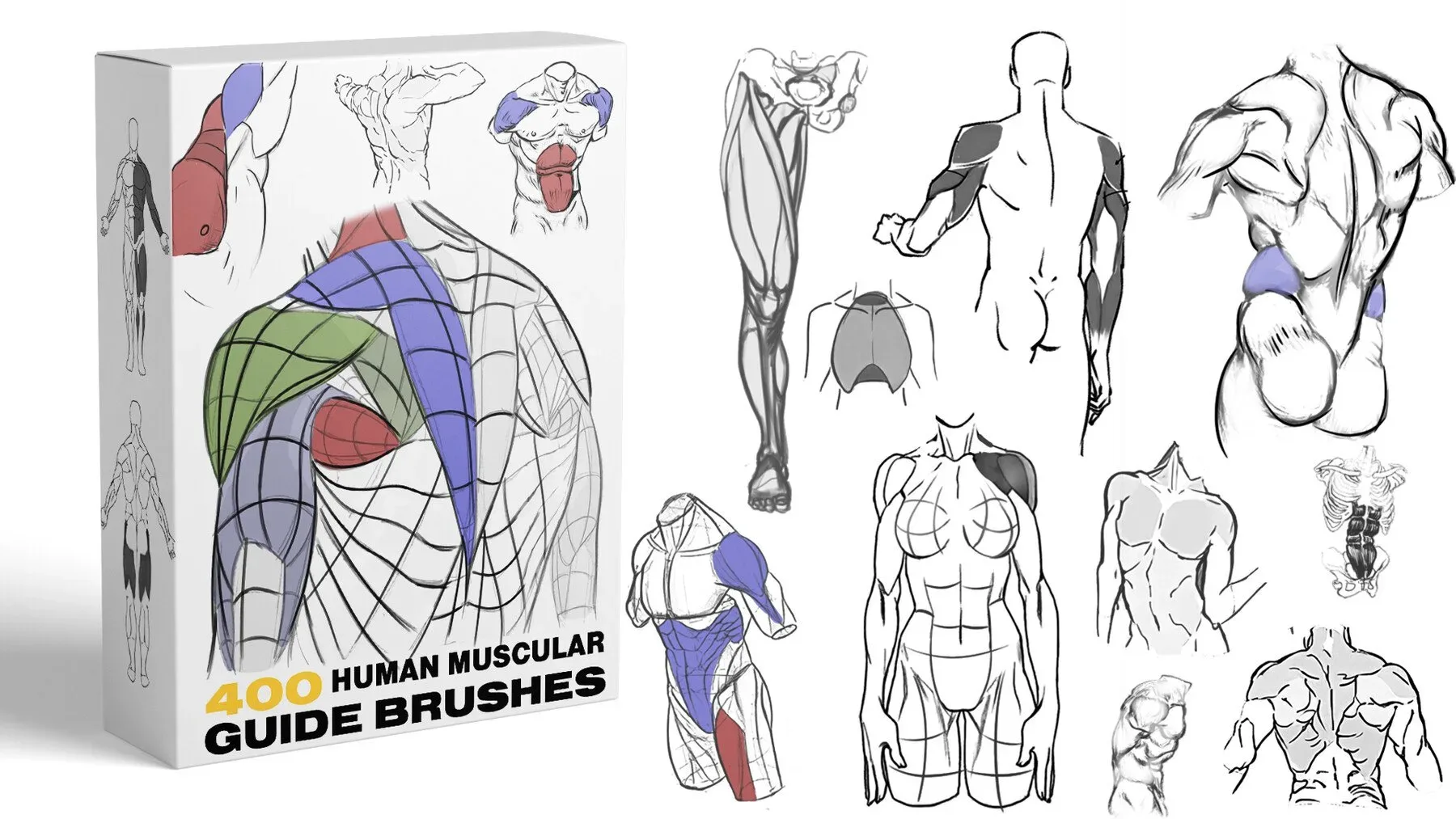HUMAN MUSCLES GUIDE BRUSHES