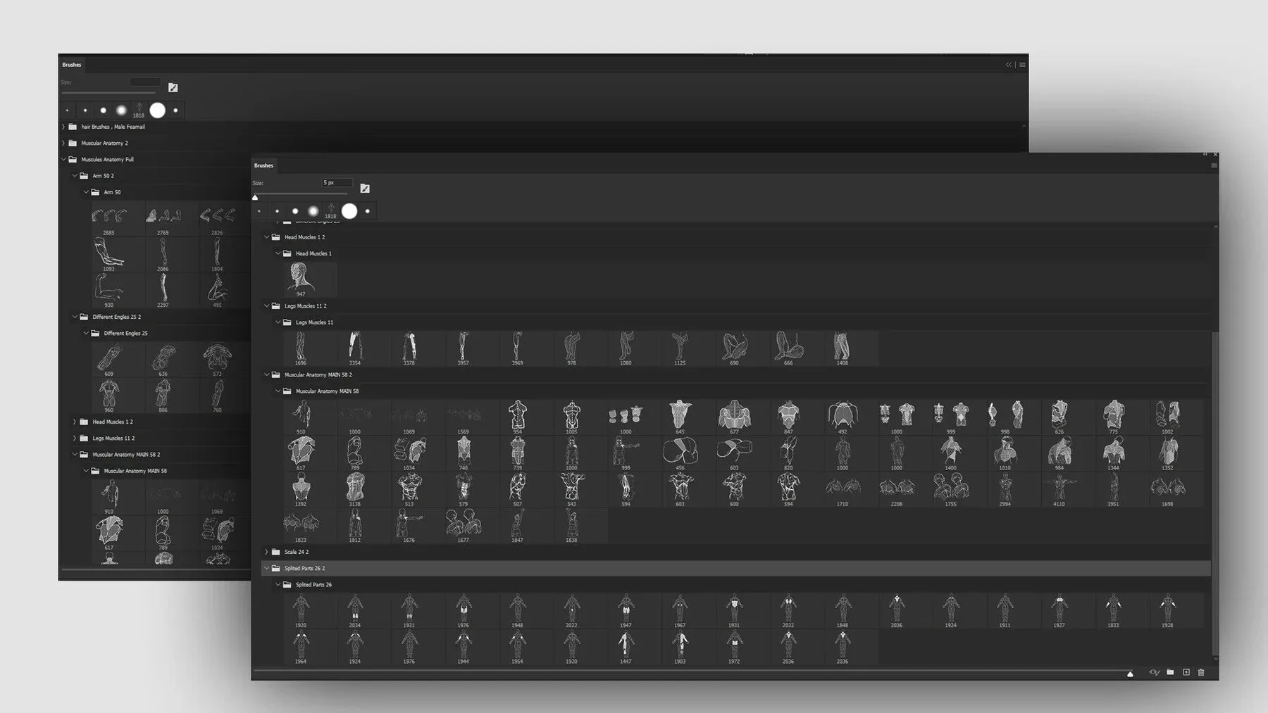 HUMAN MUSCLES GUIDE BRUSHES