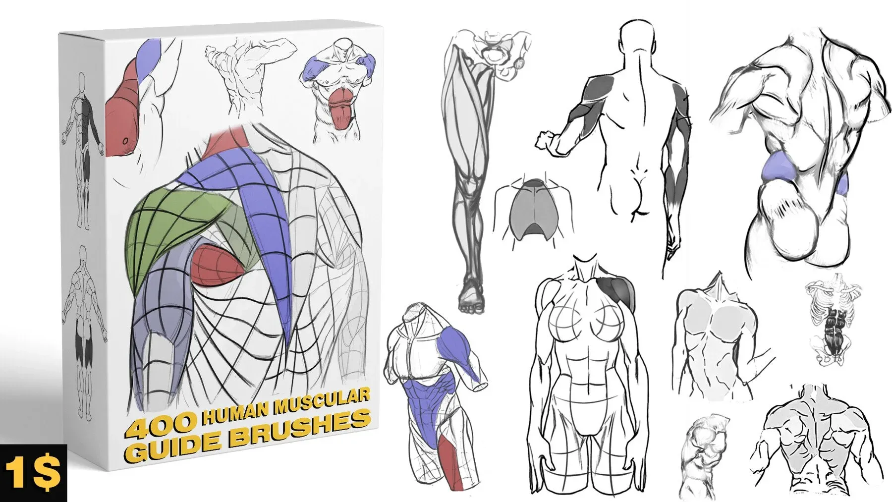 HUMAN MUSCLES GUIDE BRUSHES