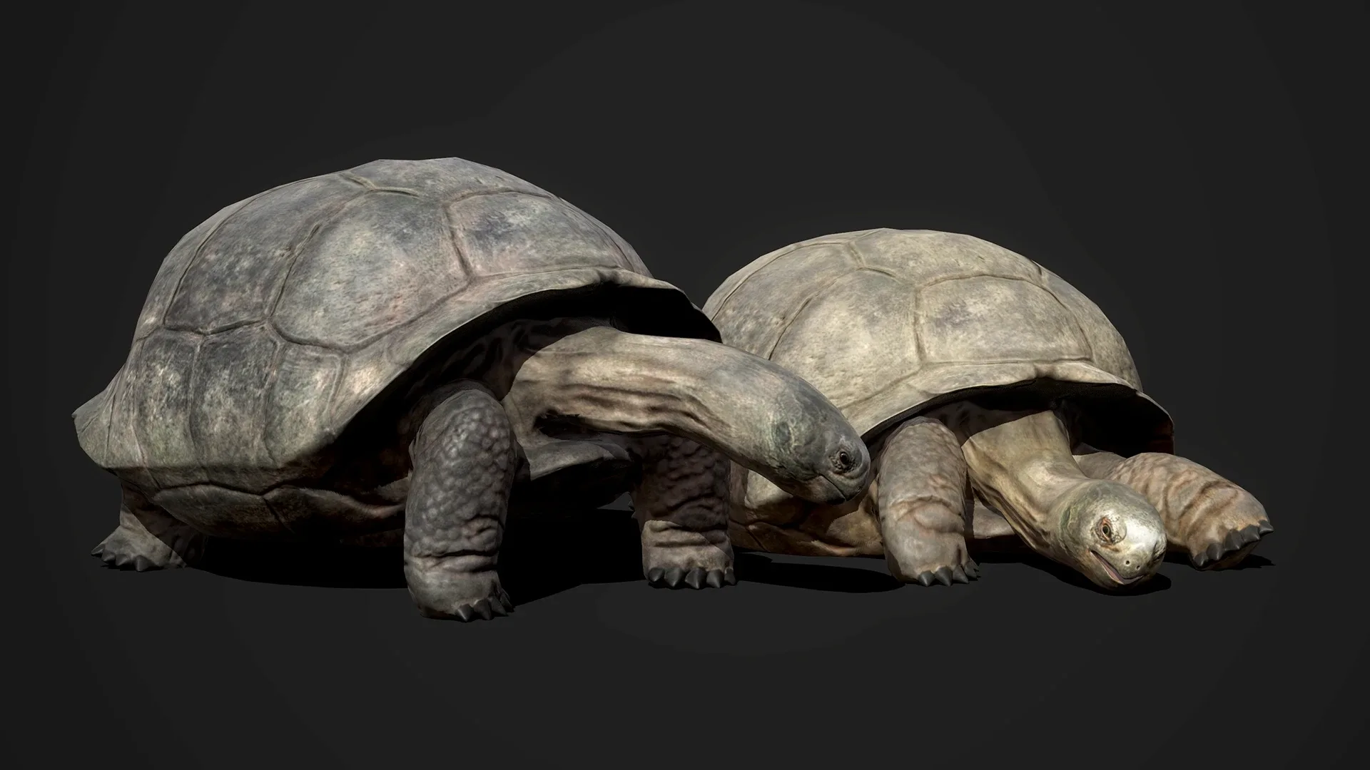 Galapagos Tortoise - Game Ready