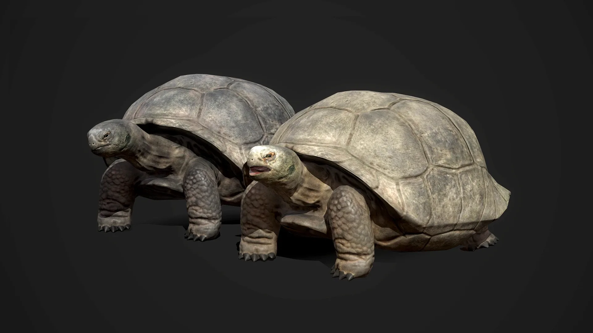 Galapagos Tortoise - Game Ready