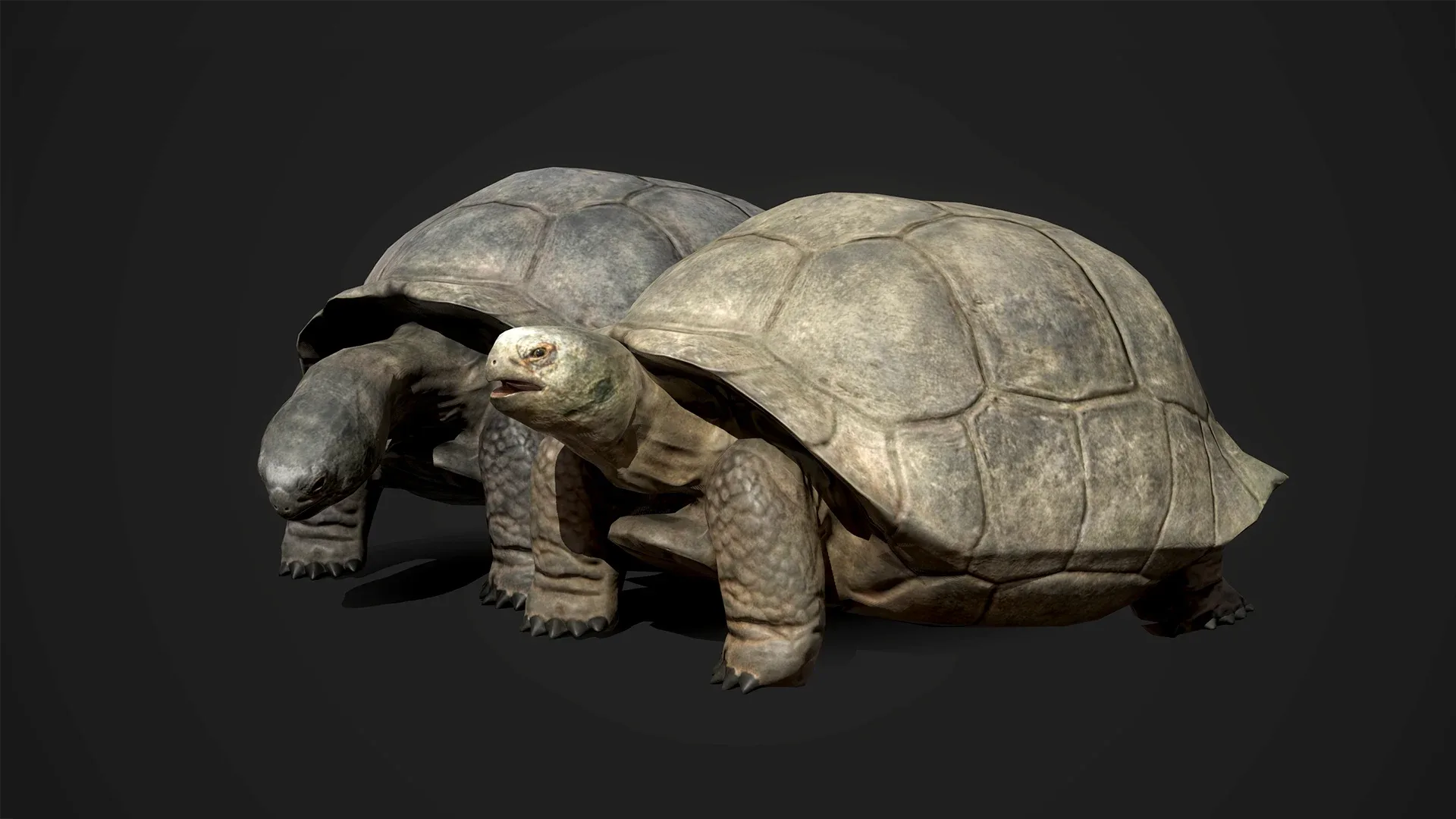 Galapagos Tortoise - Game Ready