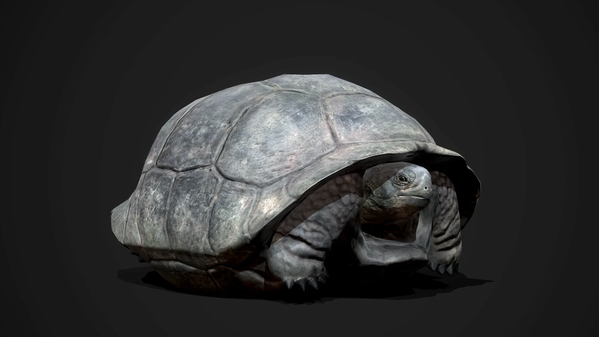 Galapagos Tortoise - Game Ready