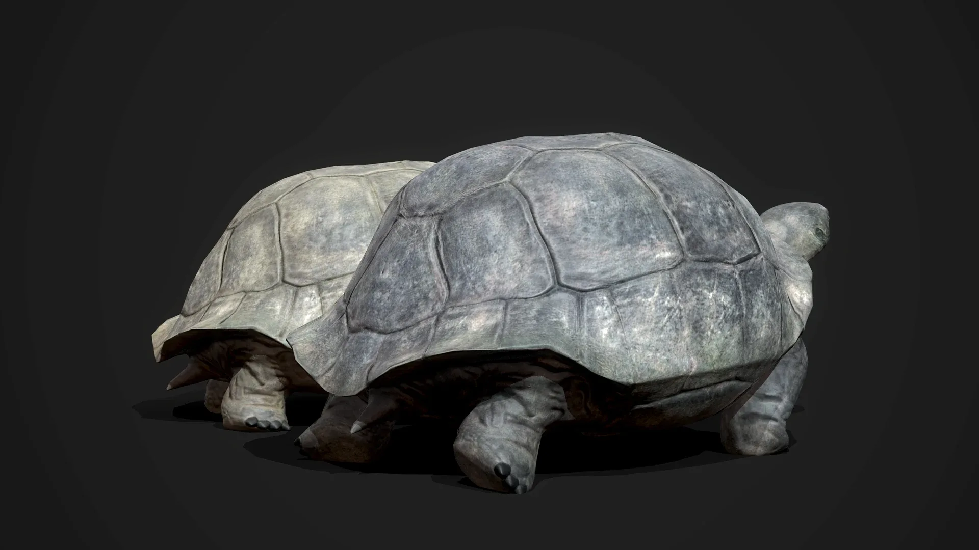 Galapagos Tortoise - Game Ready