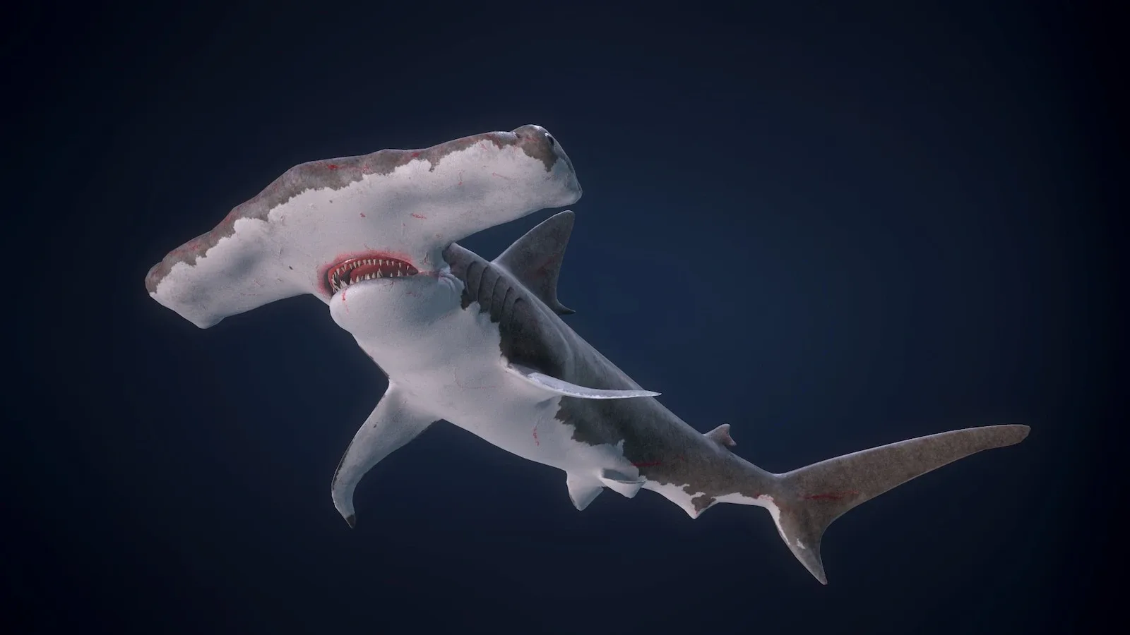 Hammerhead Shark - Game Ready