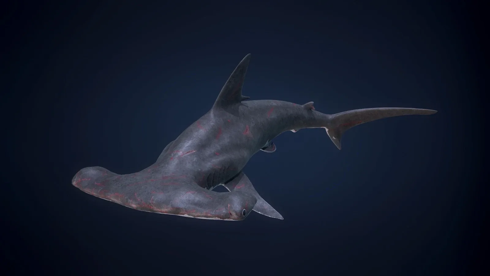 Hammerhead Shark - Game Ready