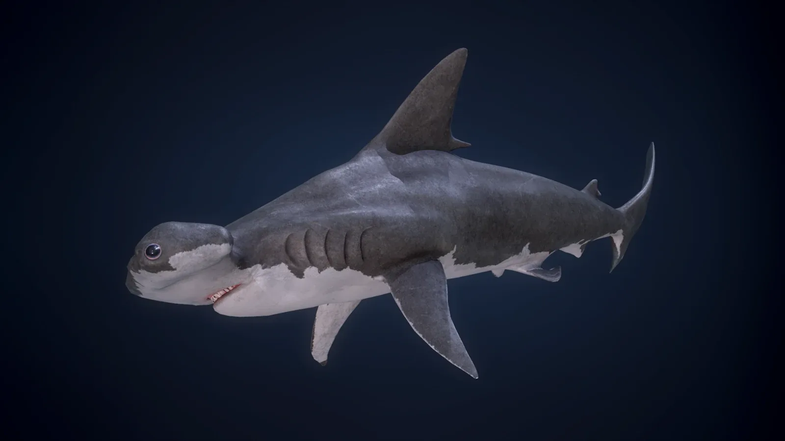 Hammerhead Shark - Game Ready