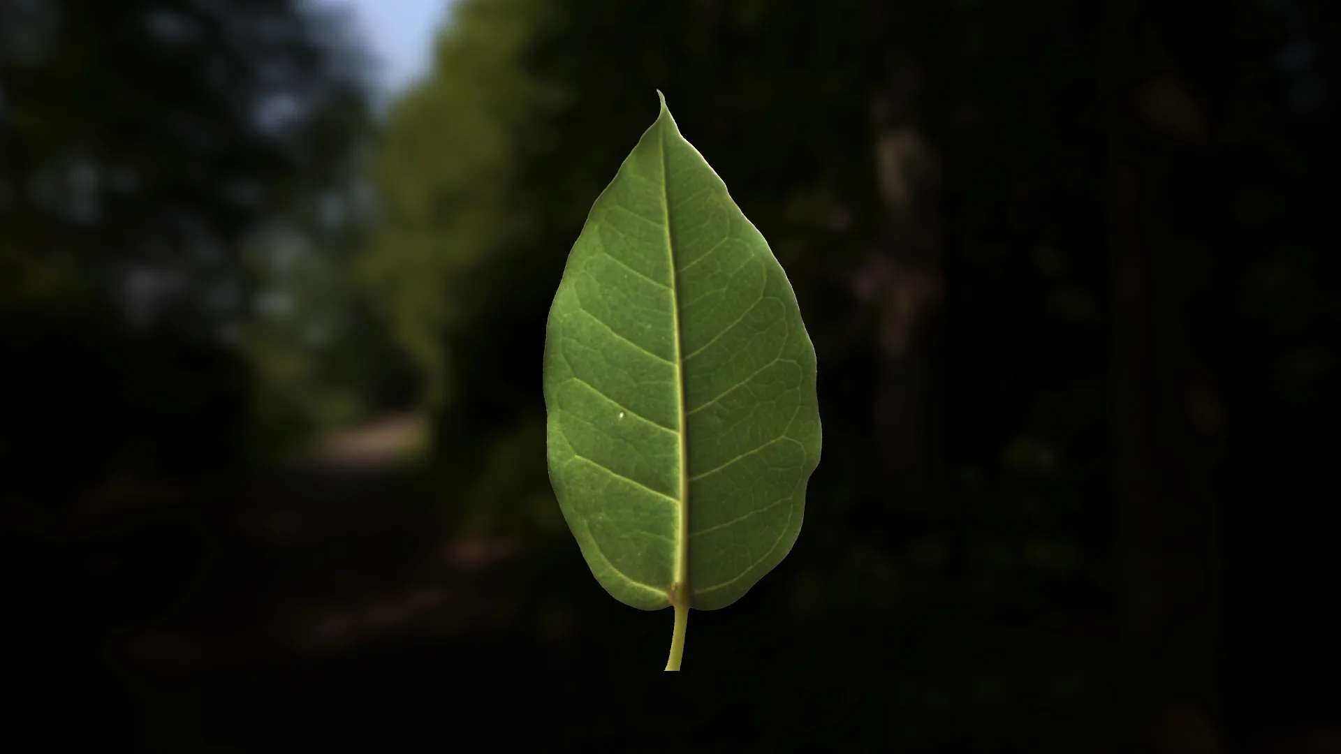 Leaf Pack- PBR Texture with Alpha Map - Vol.1