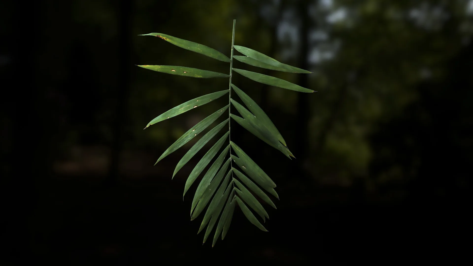 Leaf Pack- PBR Texture with Alpha Map - Vol.1