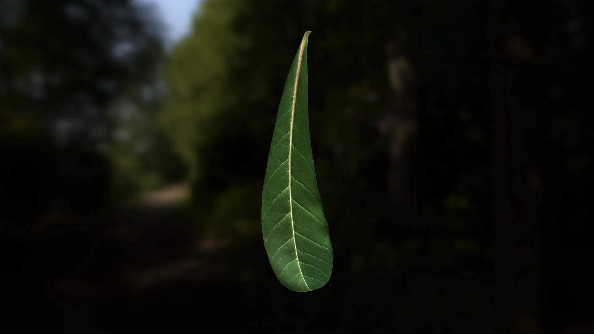 Leaf Pack- PBR Texture with Alpha Map - Vol.1