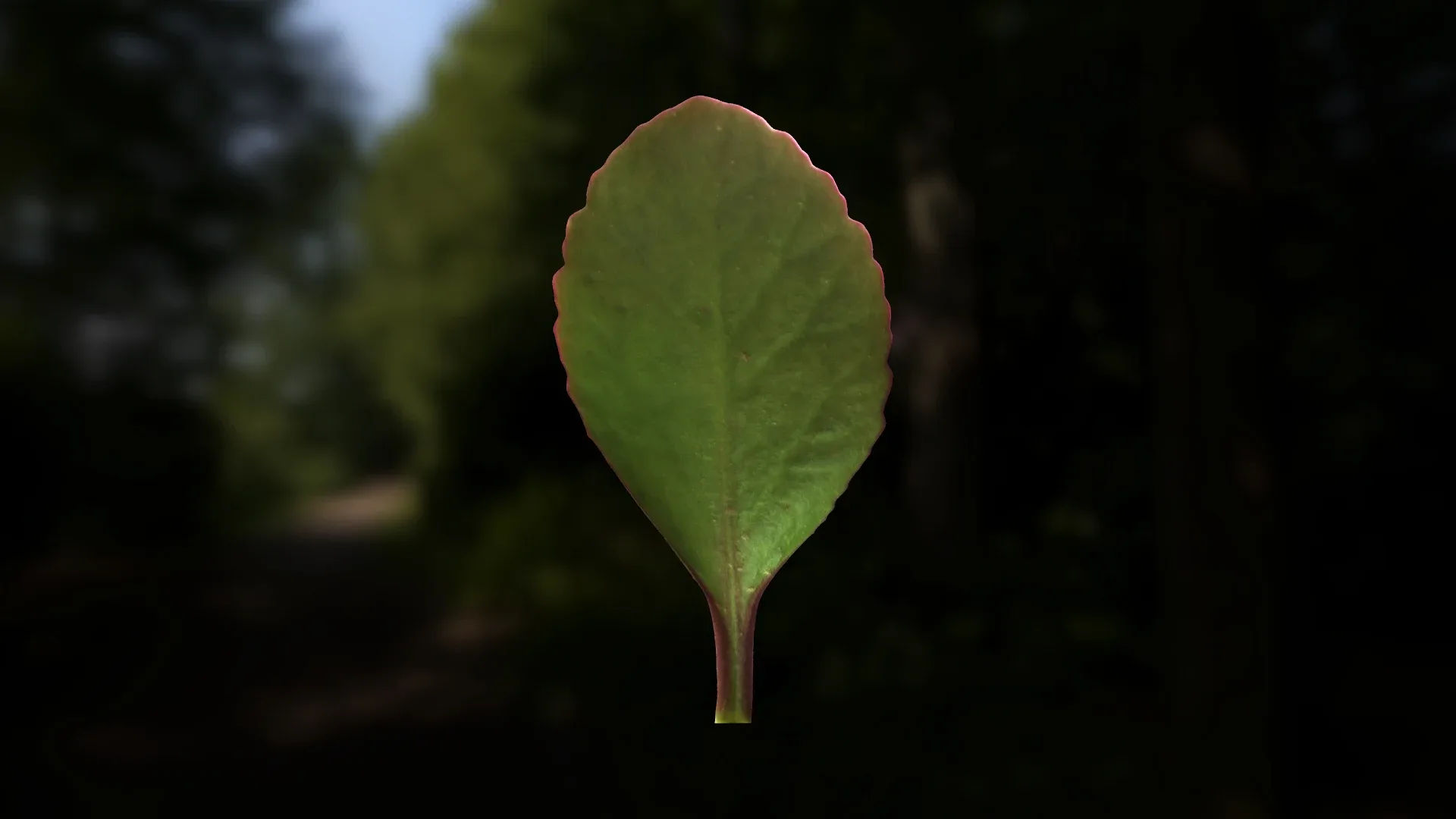 Leaf Pack- PBR Texture with Alpha Map - Vol.1
