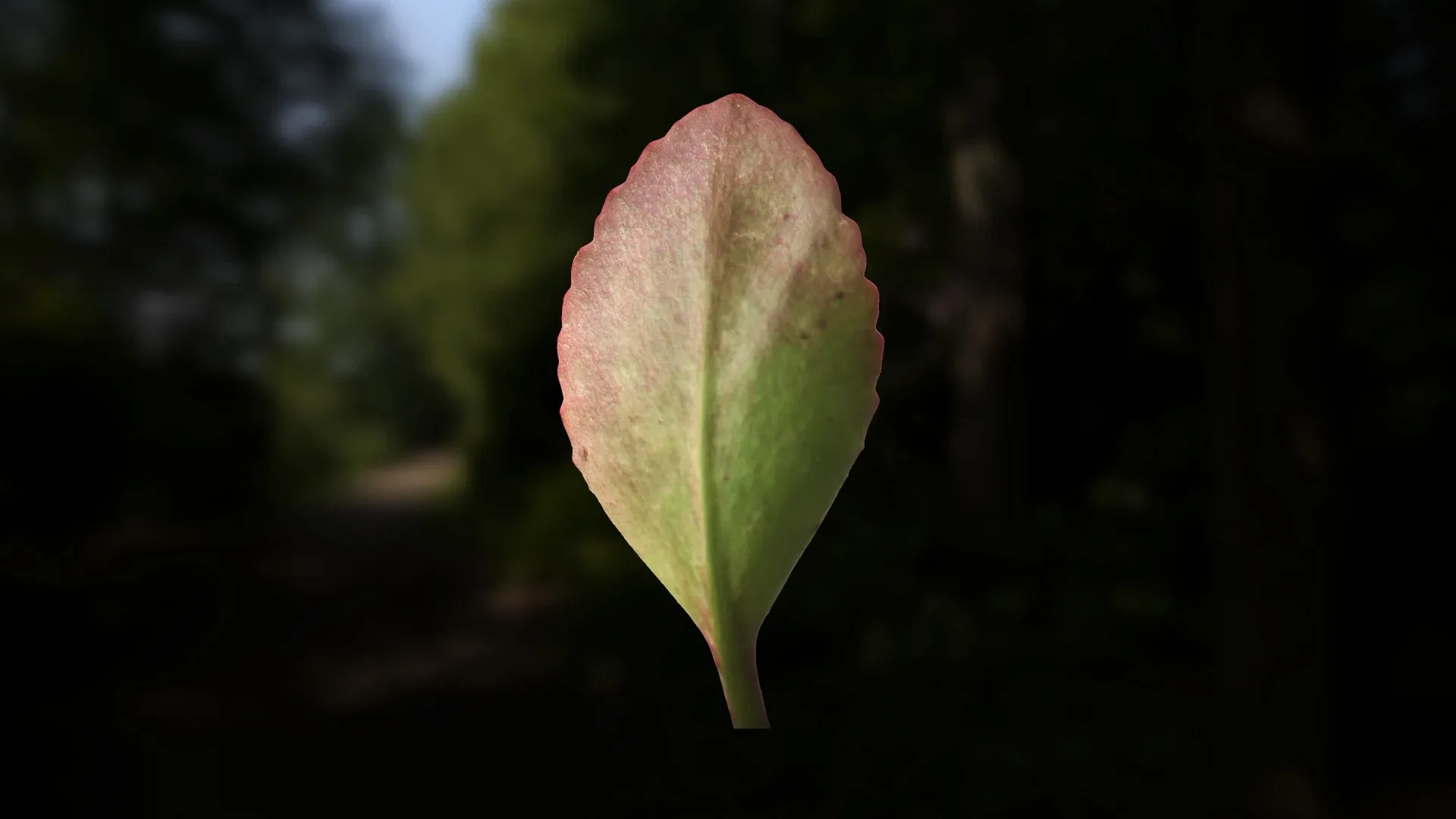 Leaf Pack- PBR Texture with Alpha Map - Vol.1