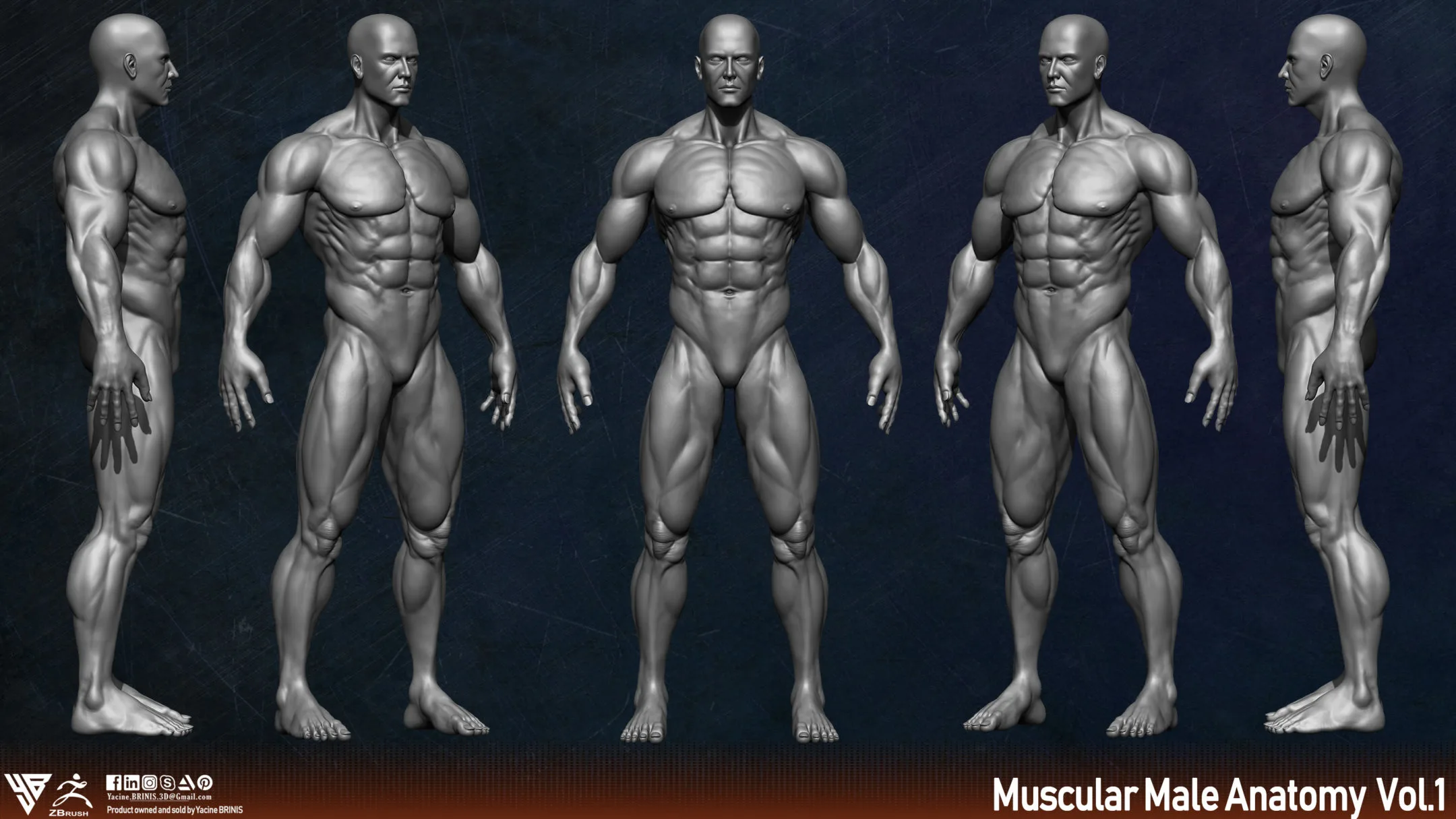 Muscular Male Anatomy (Human Base mesh)