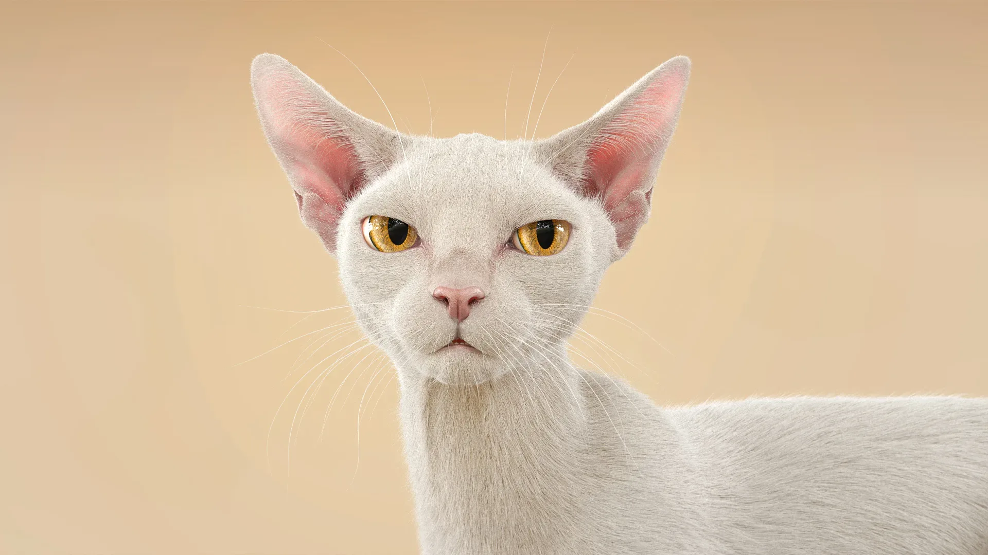 Cat White Fur Shorthair Animated XGen Core