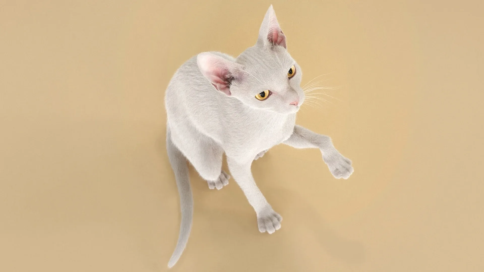 Cat White Fur Shorthair Animated XGen Core