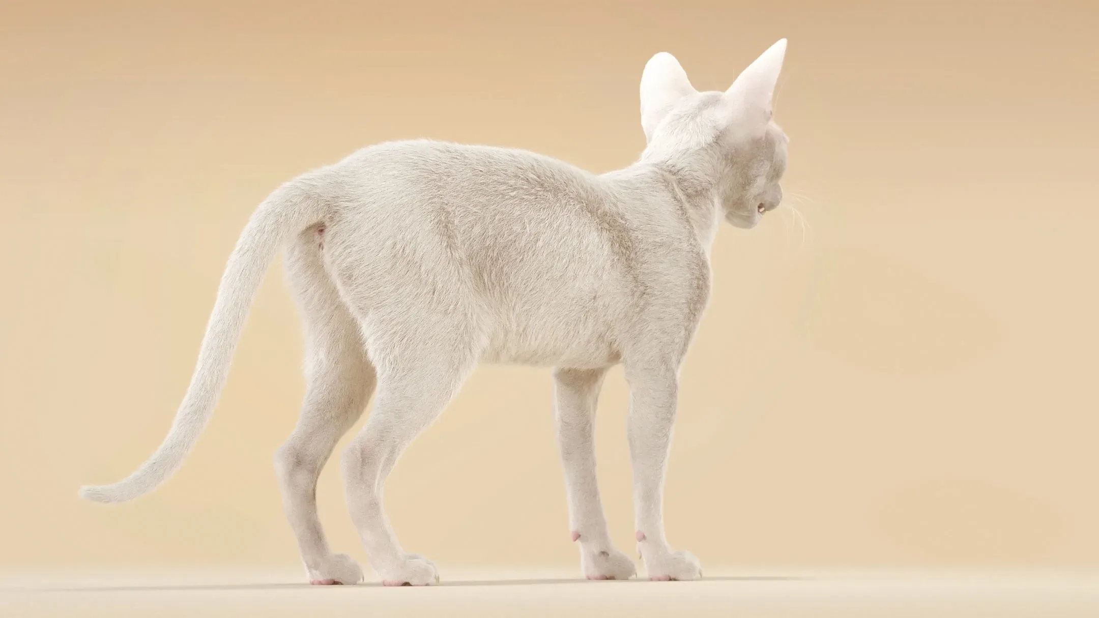 Cat White Fur Shorthair Animated XGen Core