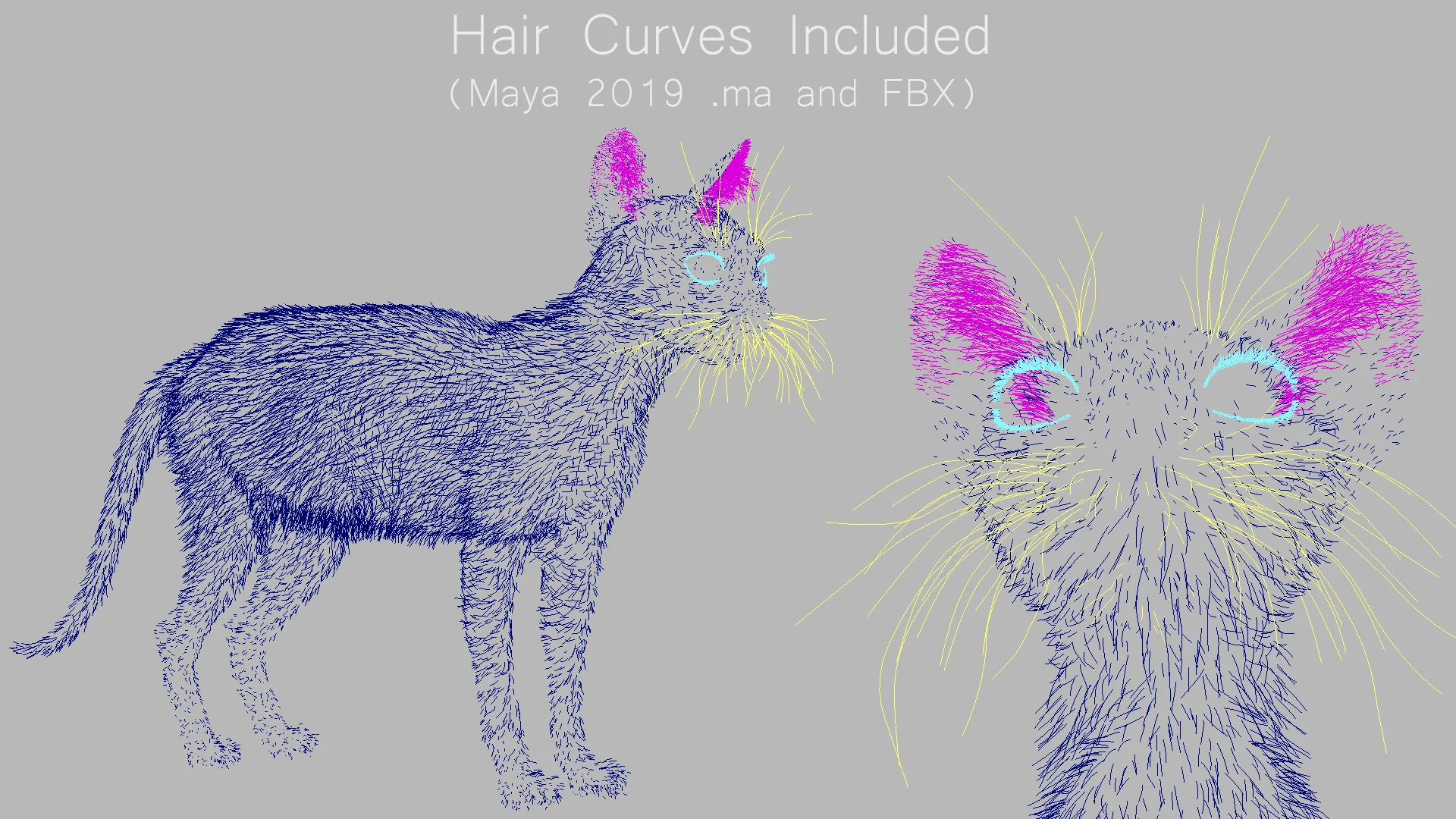 Cat White Fur Shorthair Animated XGen Core