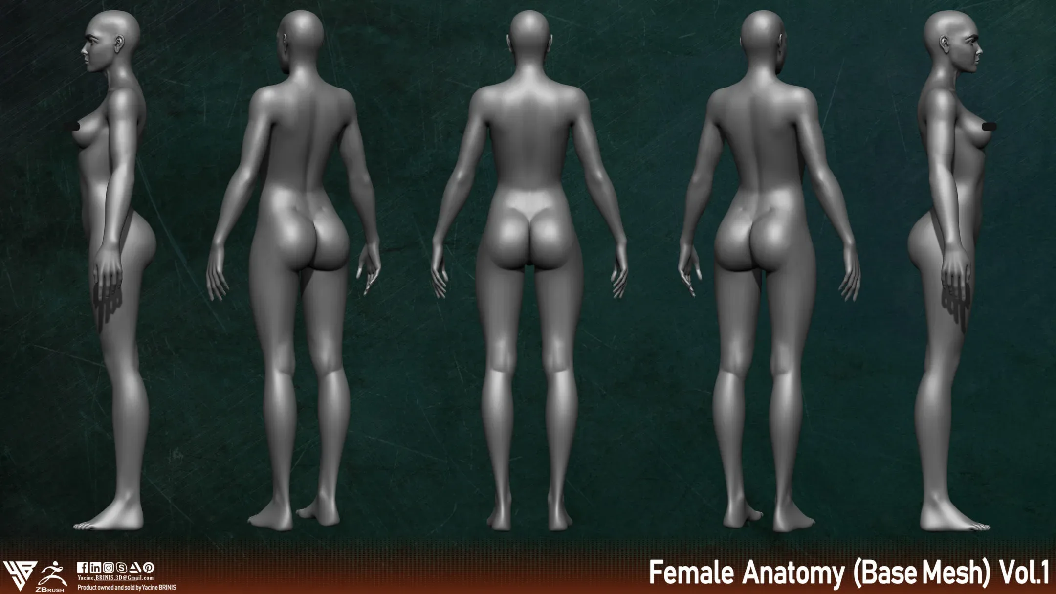 Female Anatomy (Base-Mesh) Vol 01