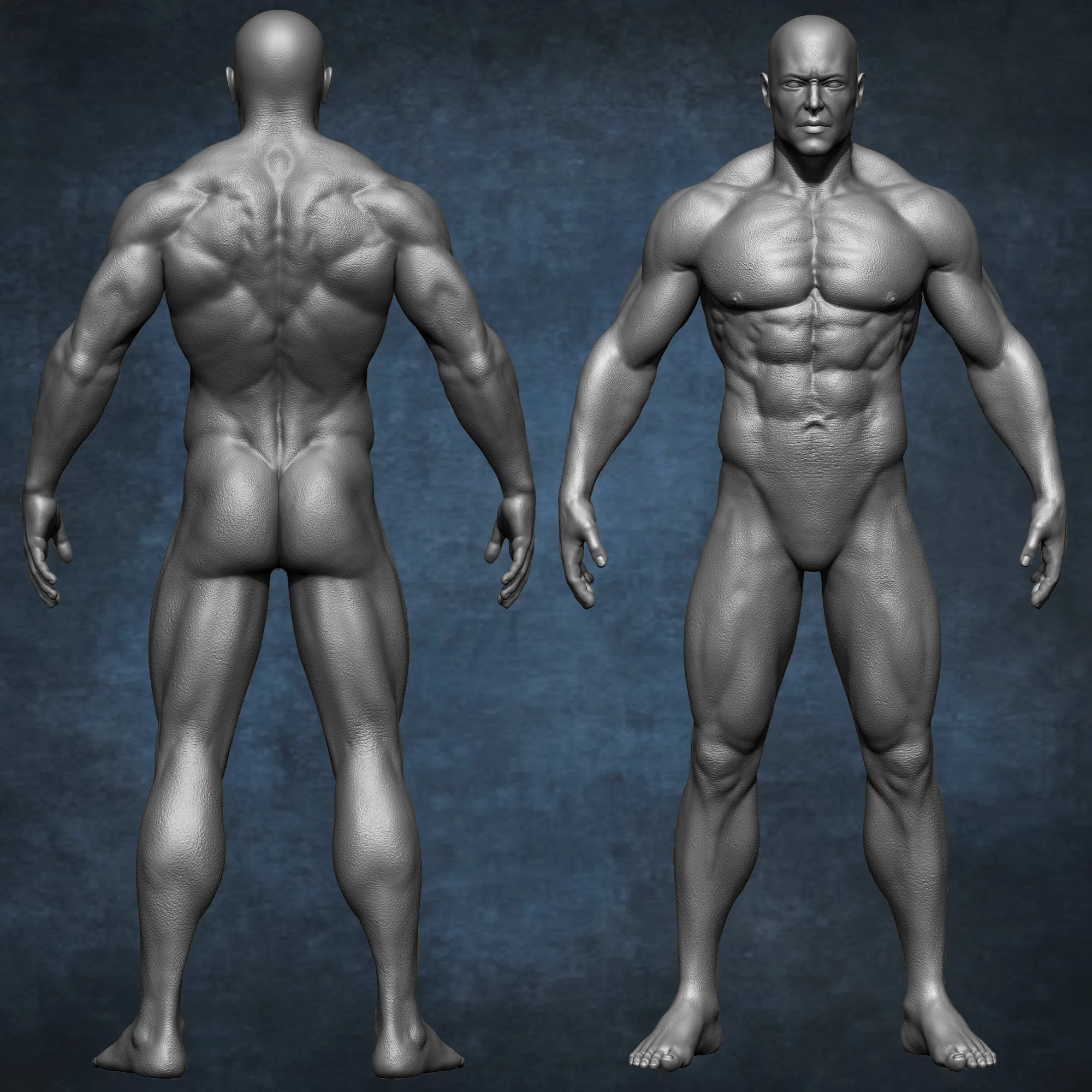 Realistic Male Anatomy (Basemesh) Vol 01