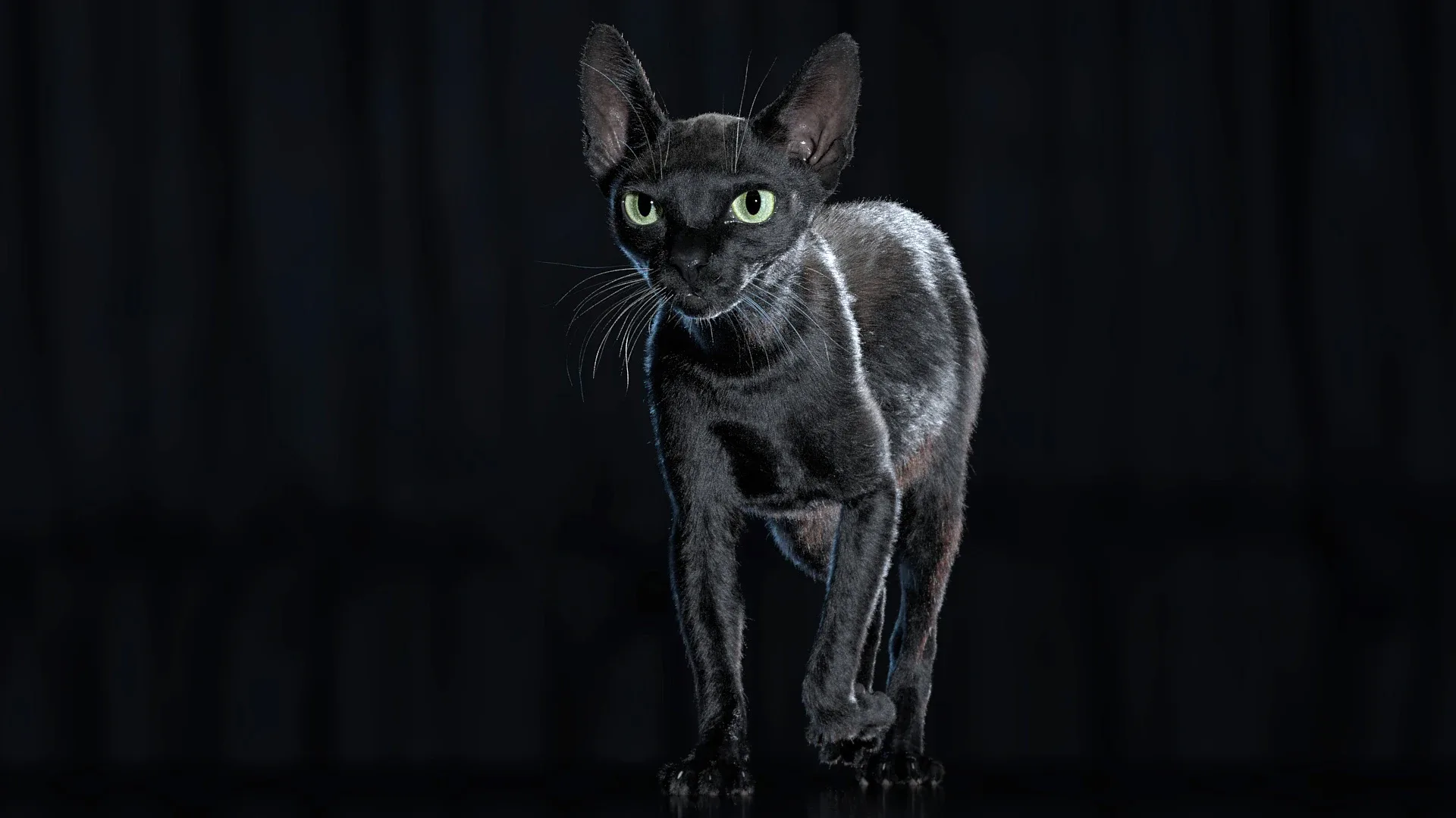 Cat Black Fur Shorthair Animated XGen Core