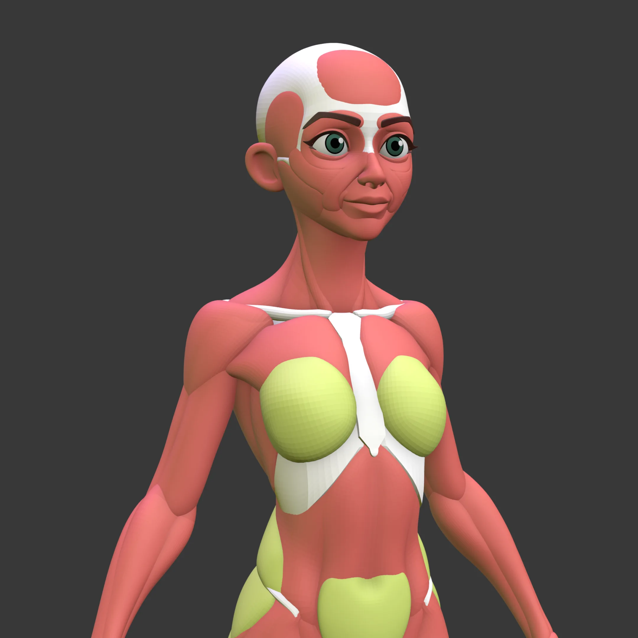 Stylized Female Anatomy Ecorche