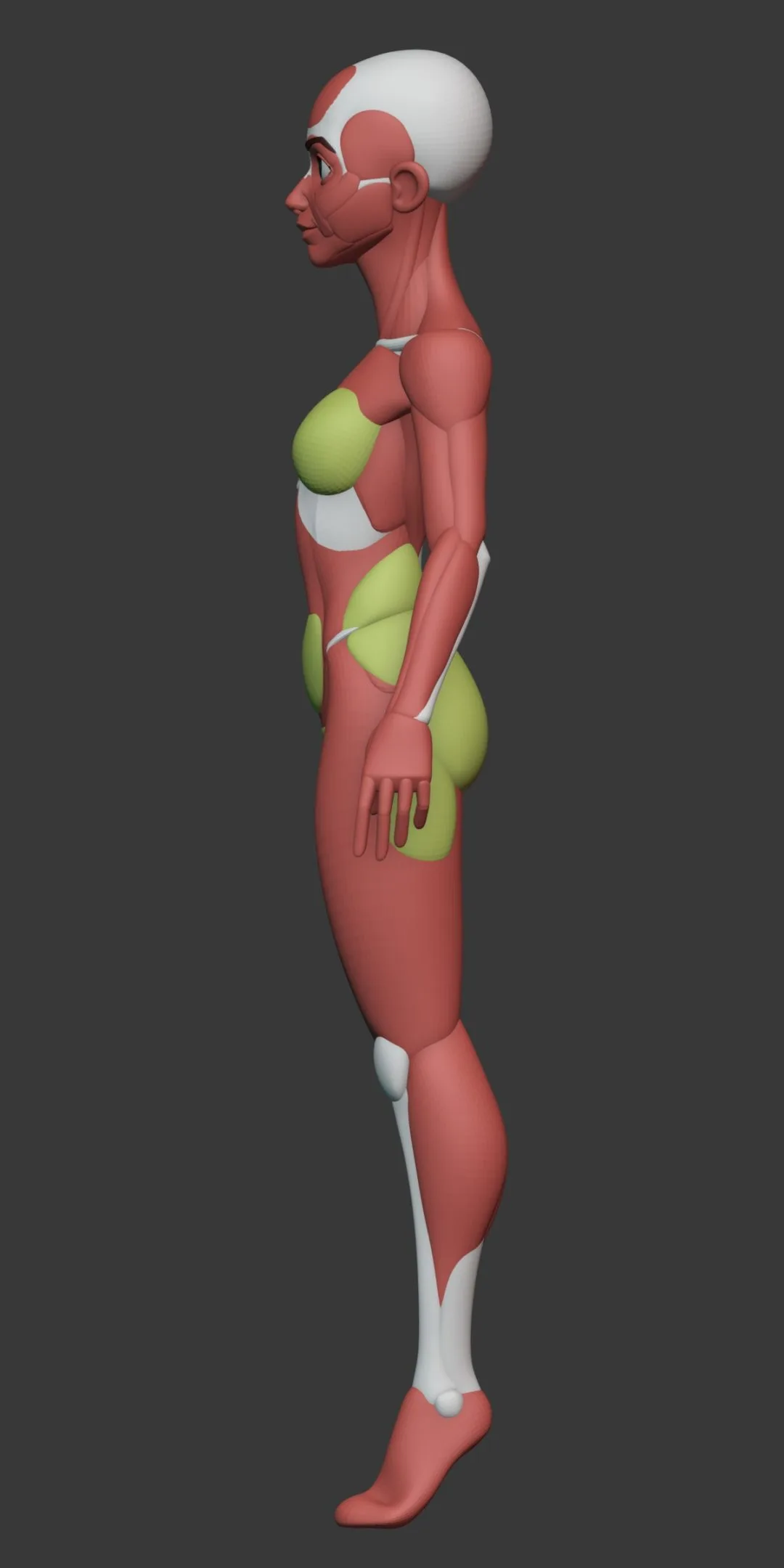 Stylized Female Anatomy Ecorche