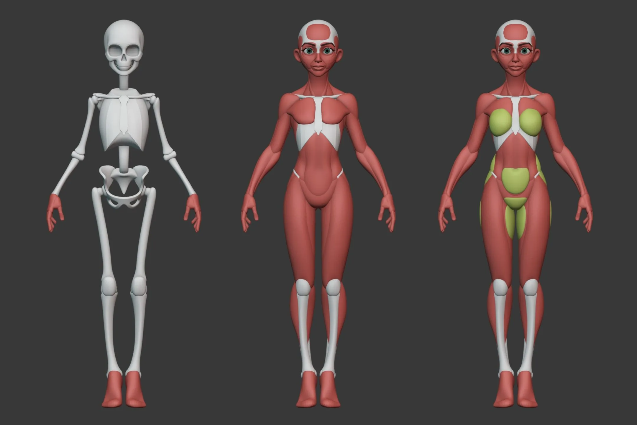 Stylized Female Anatomy Ecorche