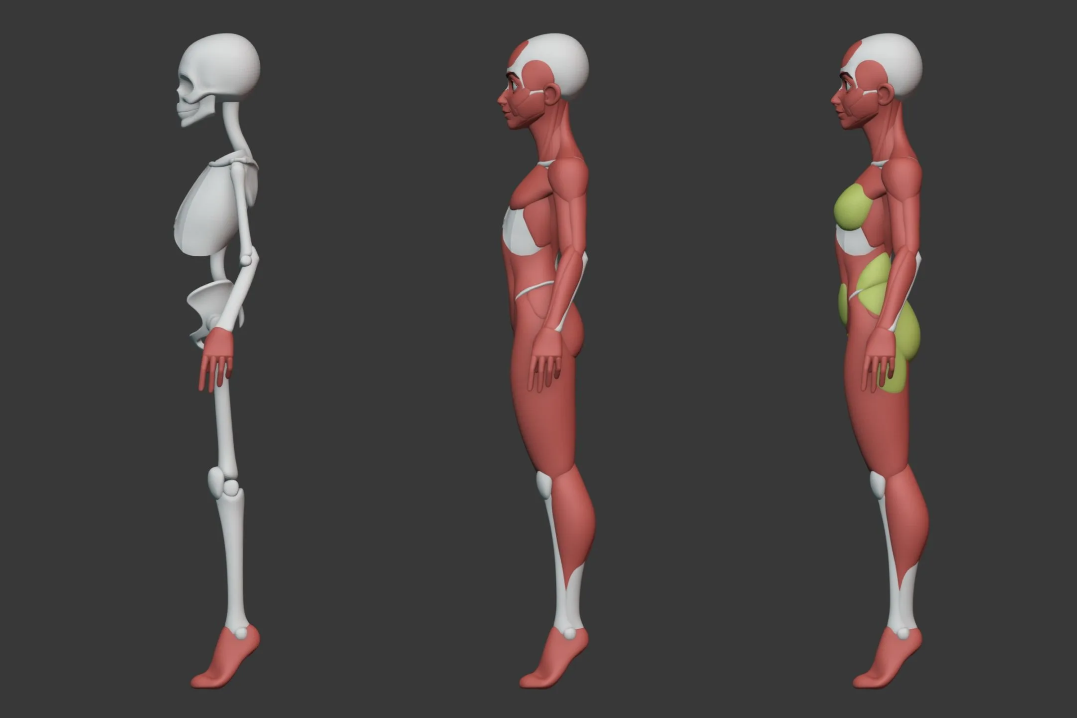 Stylized Female Anatomy Ecorche