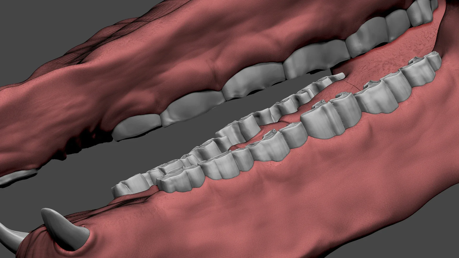 Rhino Mouth ZBrush Sculpt