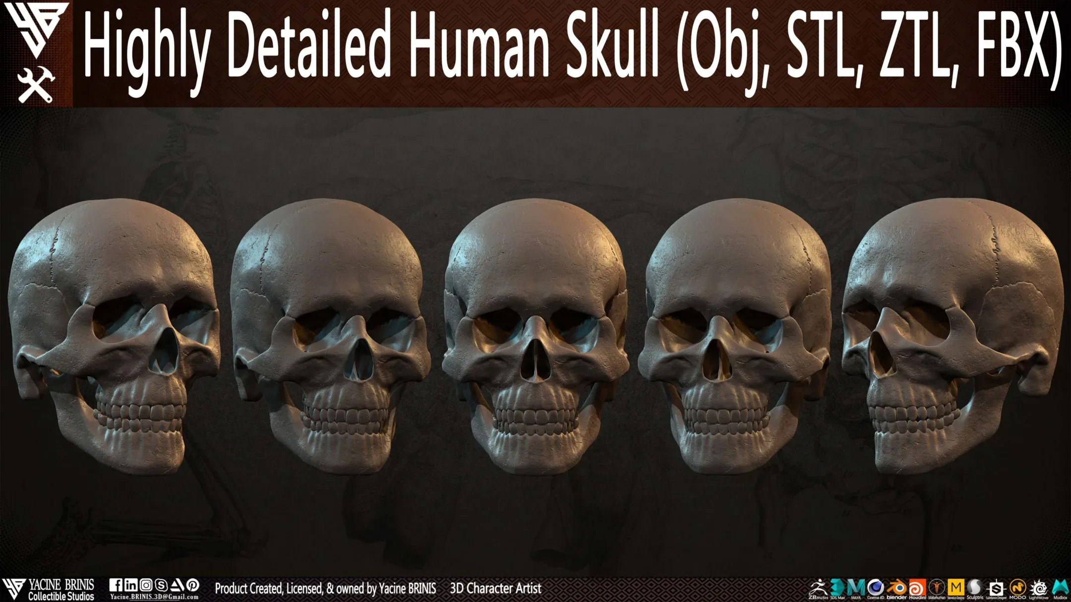 Highly Detailed Human Skull