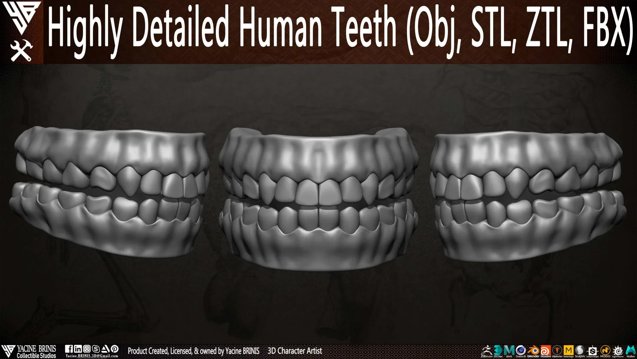 Highly Detailed Human Teeth