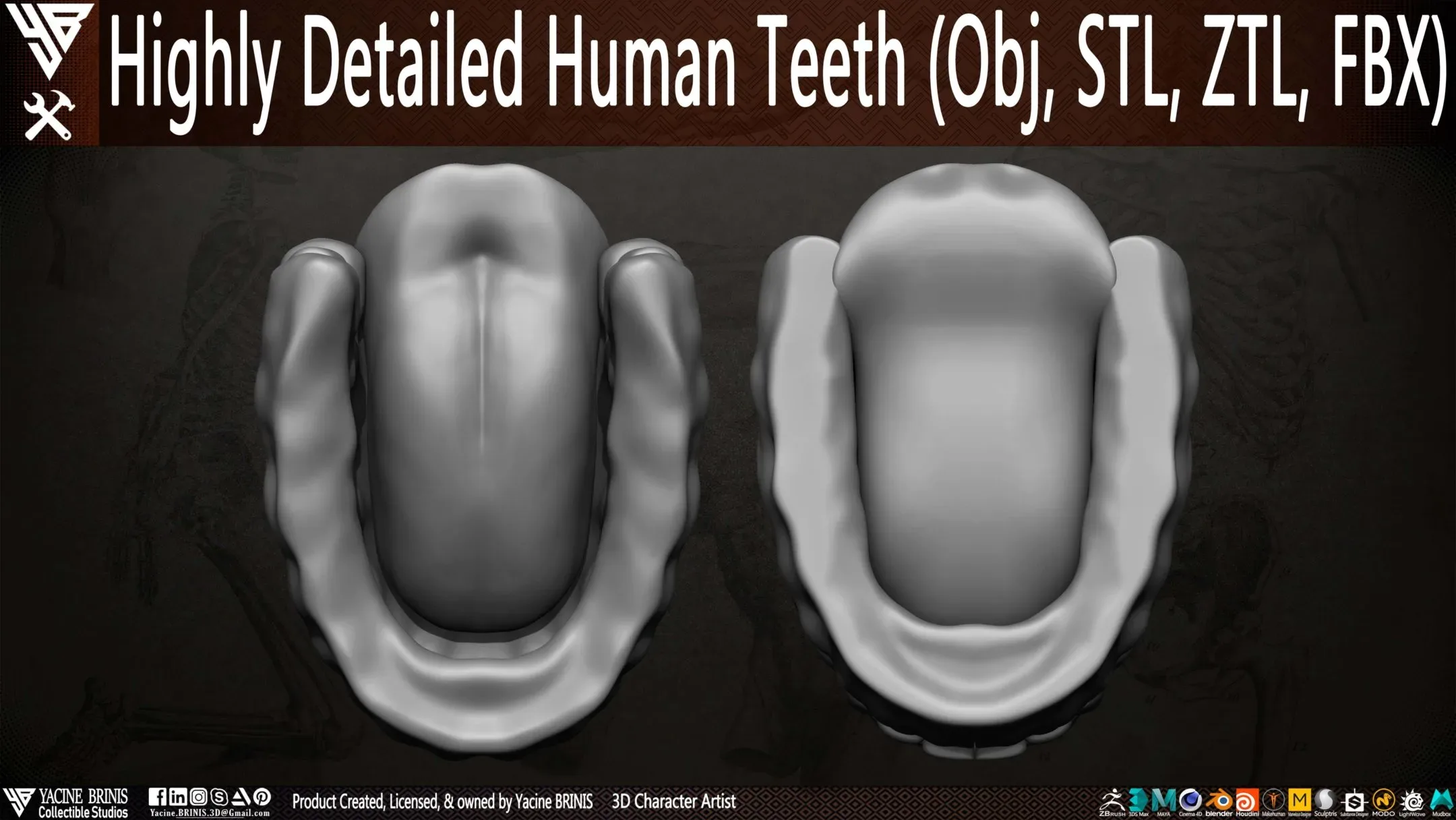 Highly Detailed Human Teeth