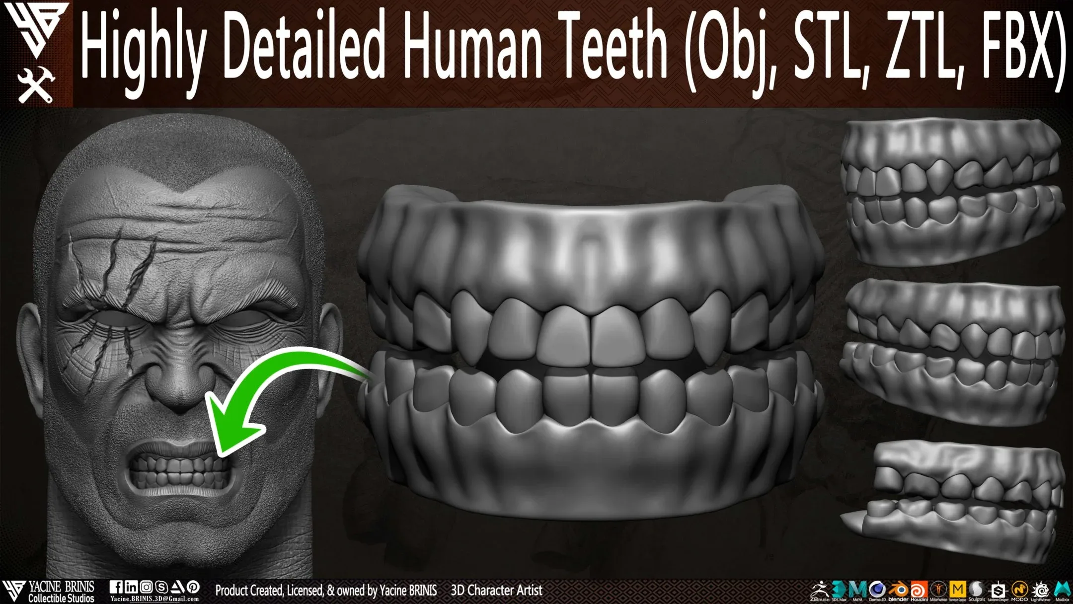 Highly Detailed Human Teeth