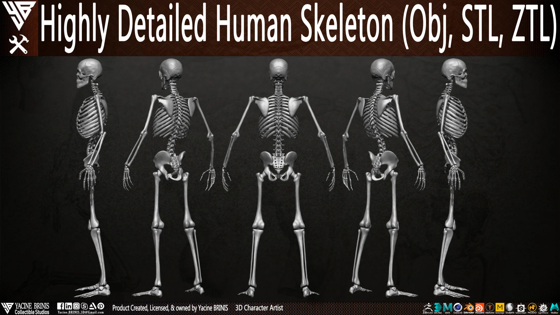 Human Skeleton (Male)