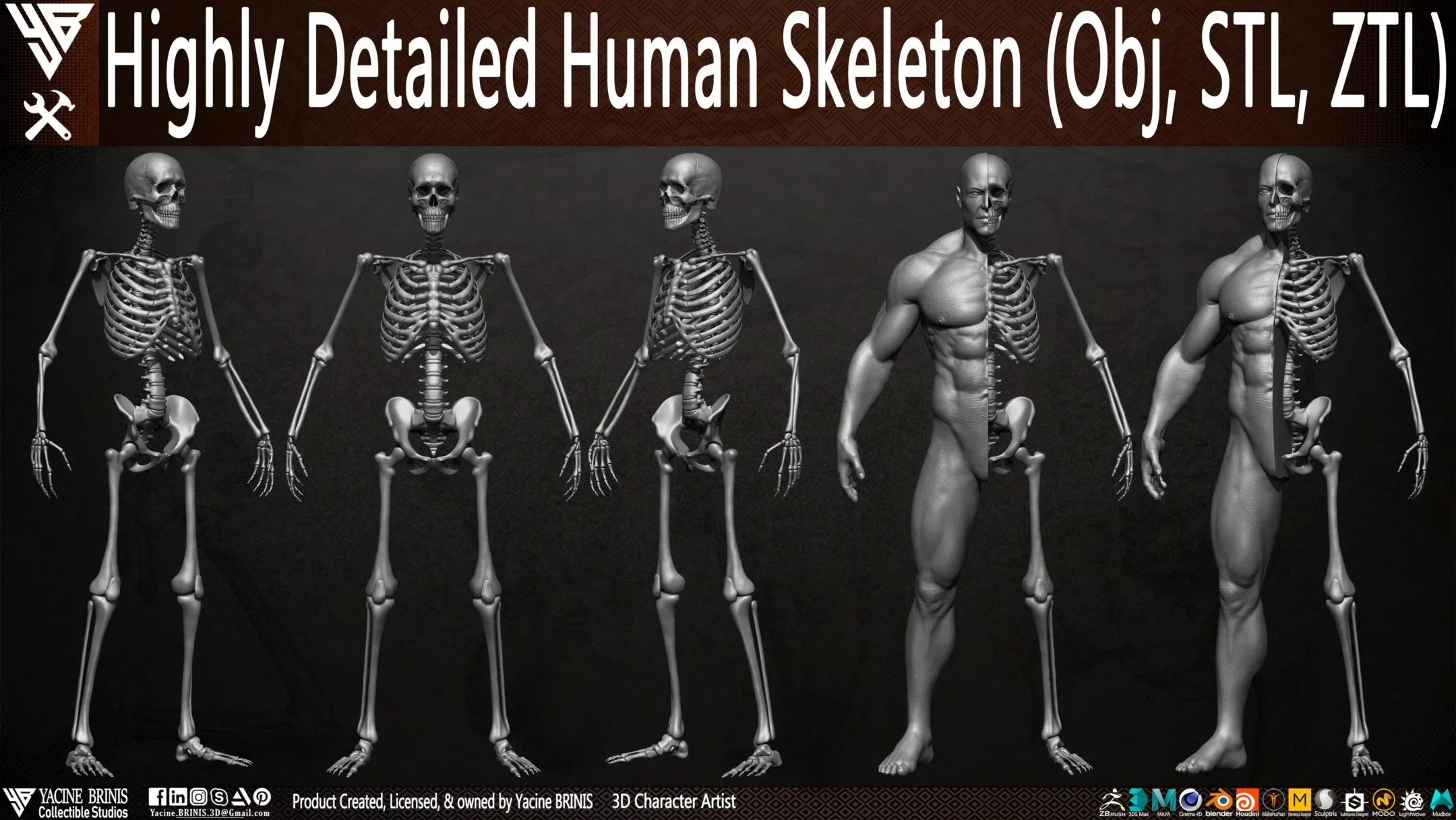 Human Skeleton (Male)