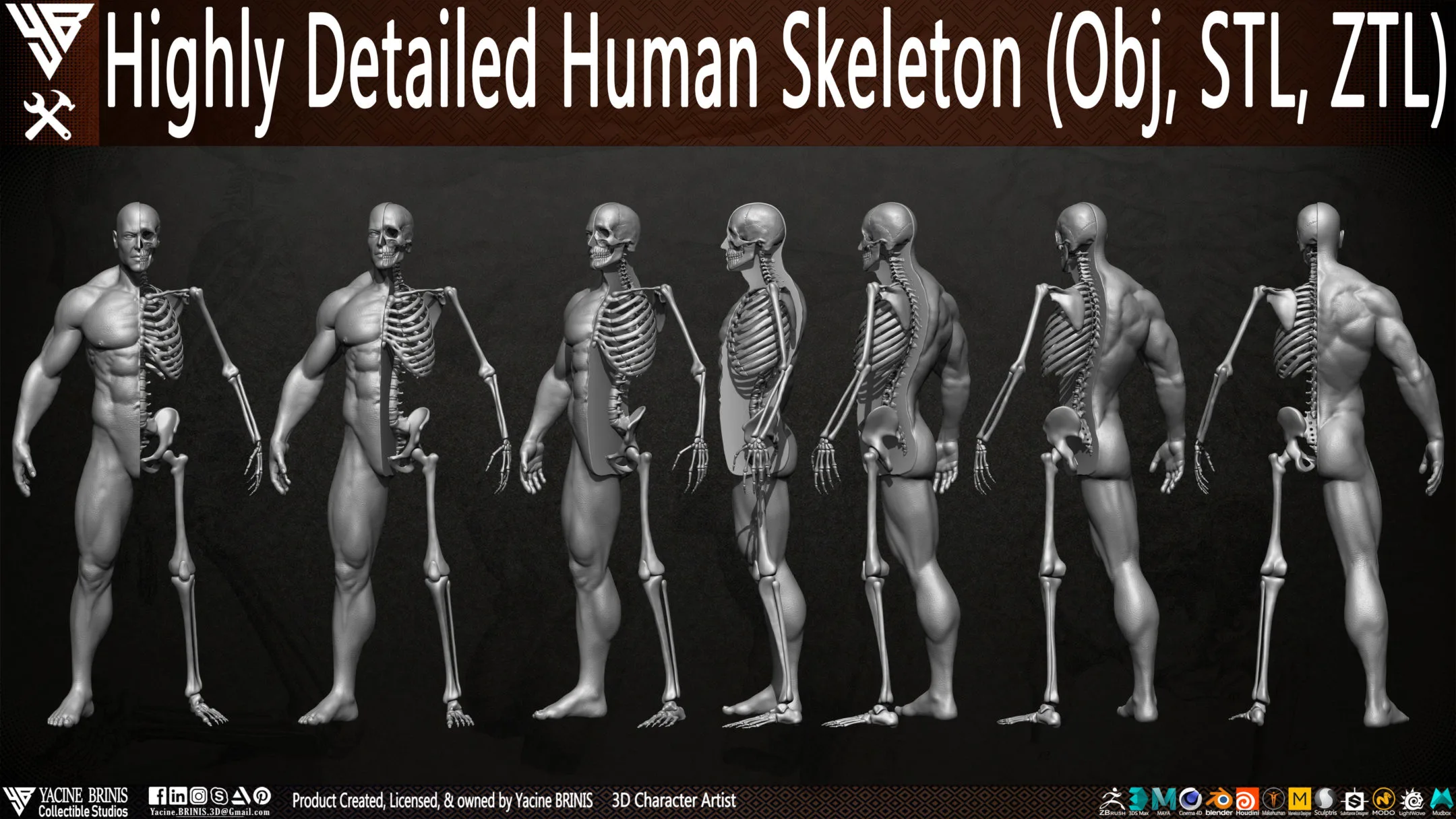 Human Skeleton (Male)