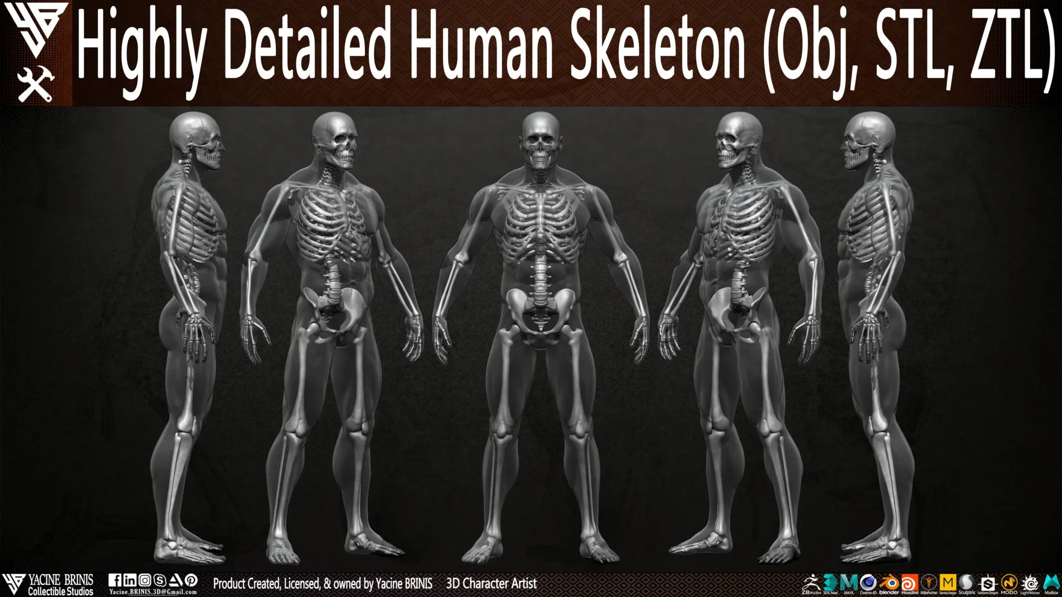 Human Skeleton (Male)