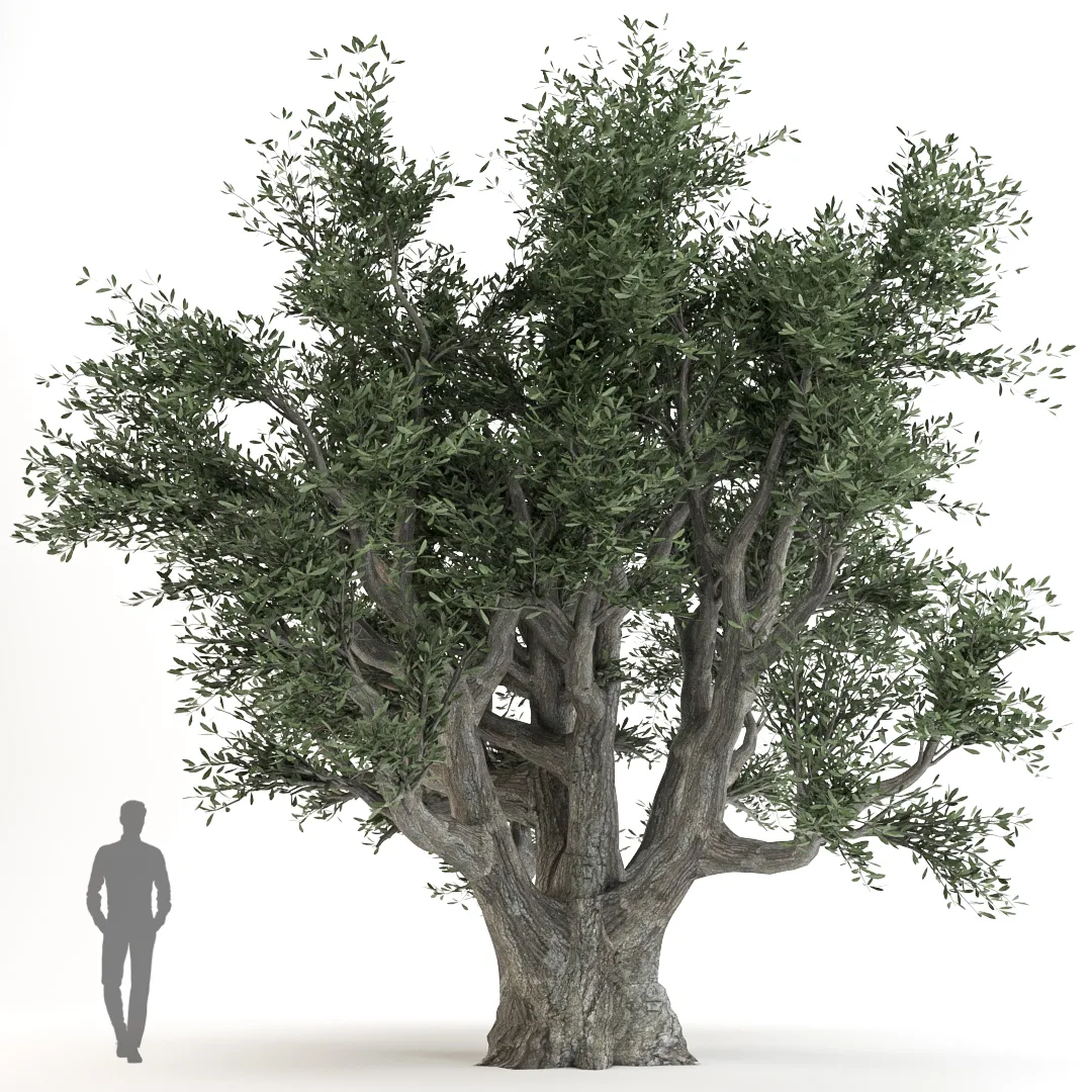 Olive Tree-A.Rstudio-Vol 01-01