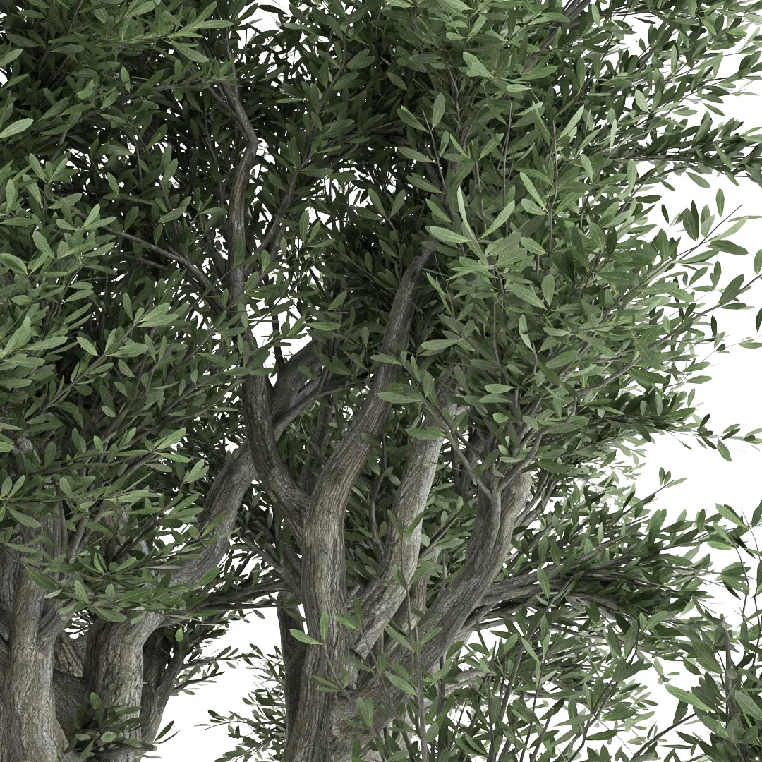 Olive Tree-A.Rstudio-Vol 01-01