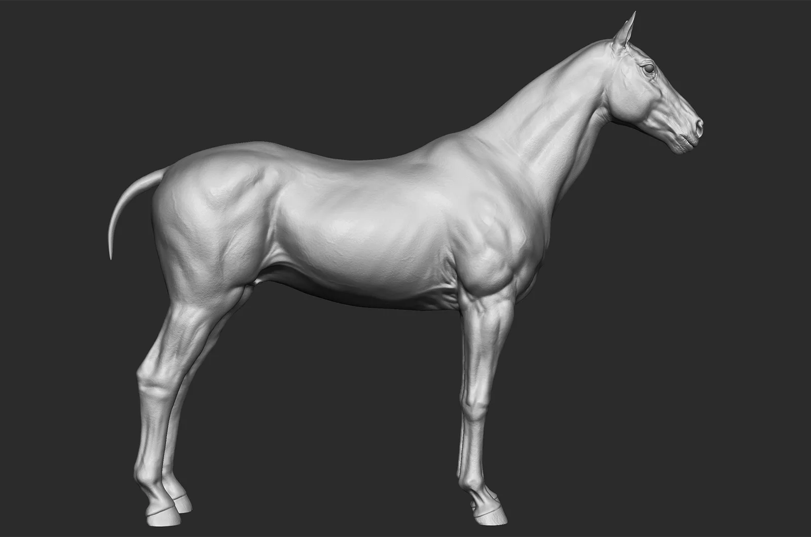 Realistic Horse - Sculpt