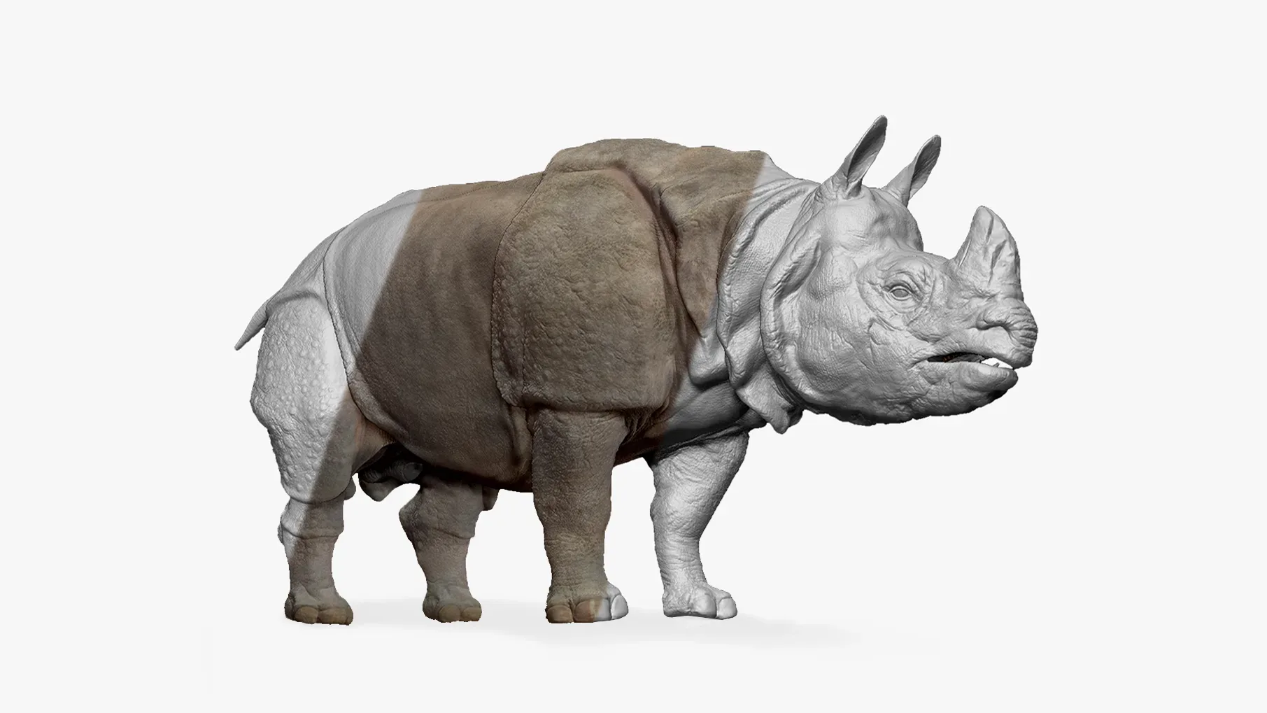 Indian Rhinoceros - Sculpt