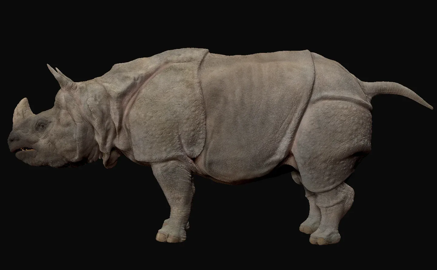 Indian Rhinoceros - Sculpt