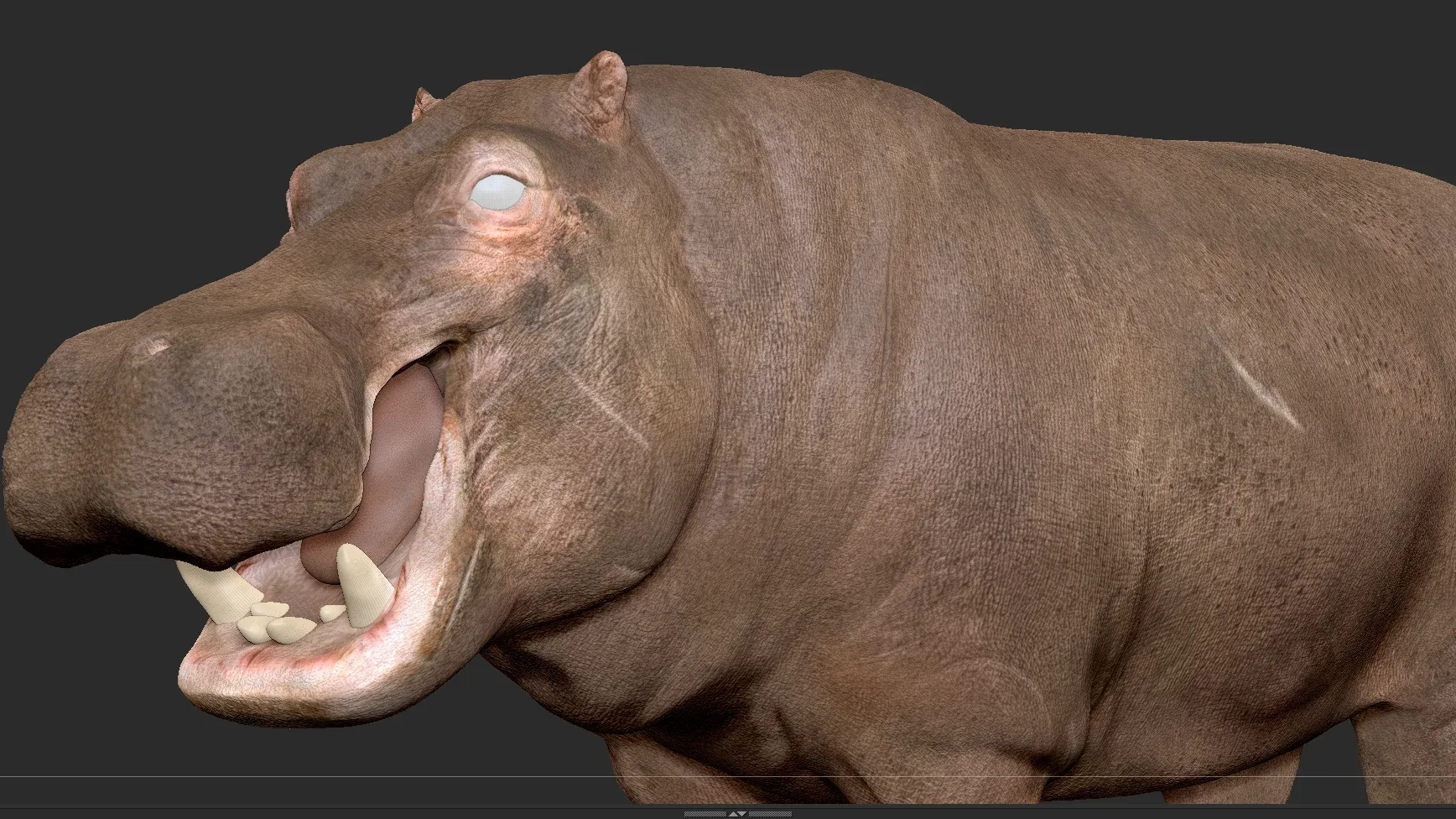 Hippopotamus - Sculpt