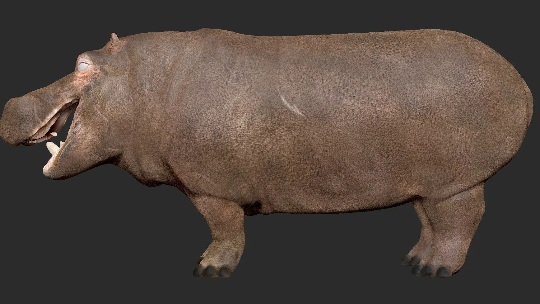 Hippopotamus - Sculpt